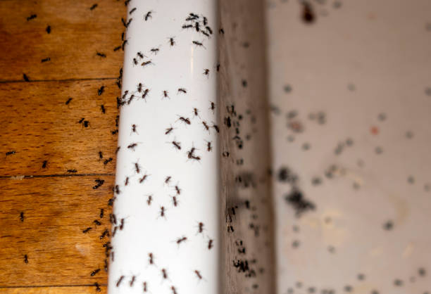 Best Bird Control  in Susanville, CA