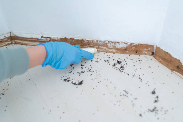 Professional Pest Control in Susanville, CA